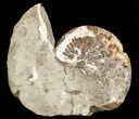 Iridescent Hoploscaphites Ammonite - South Dakota #43927-1